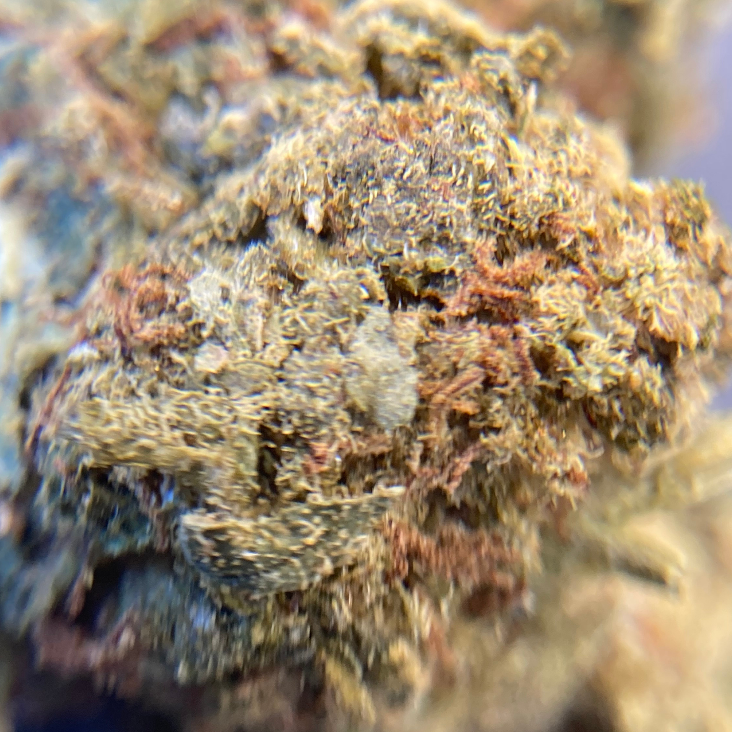 Amnesia Haze Exterior Premium