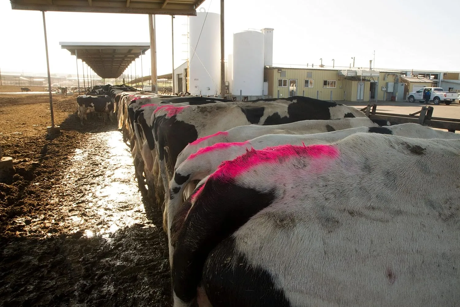 All-Weather Paintstik Livestock Marker