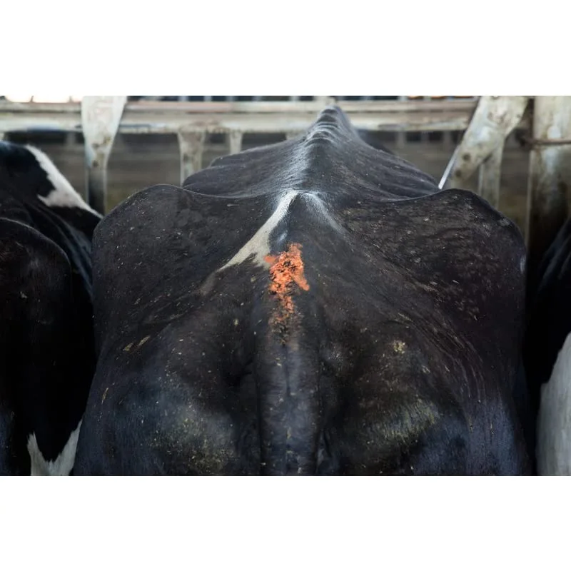 All-Weather Paintstik Livestock Marker