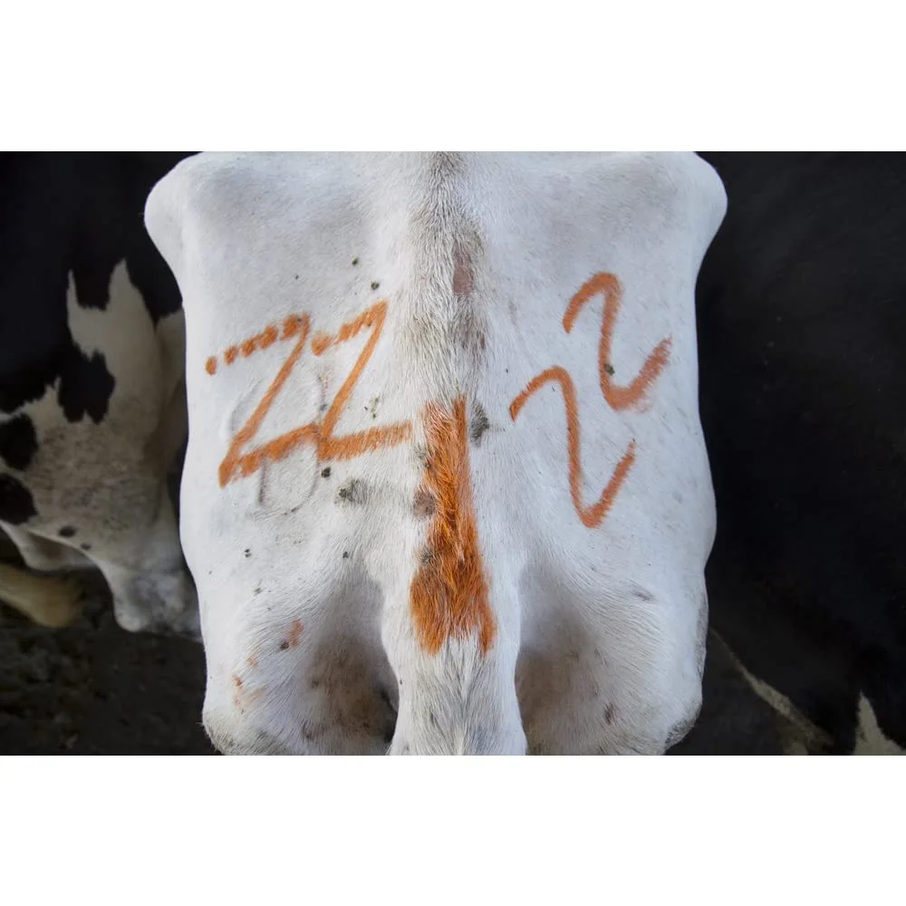 All-Weather Paintstik Livestock Marker