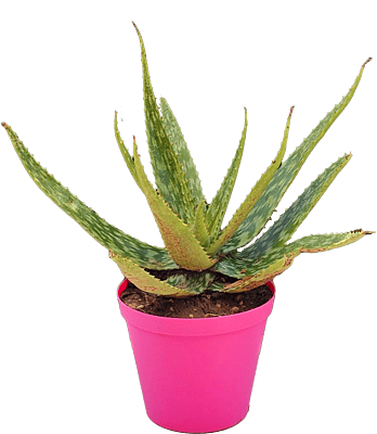 Aloe Vera Terra25cm Aloe Vera Terra25cm
