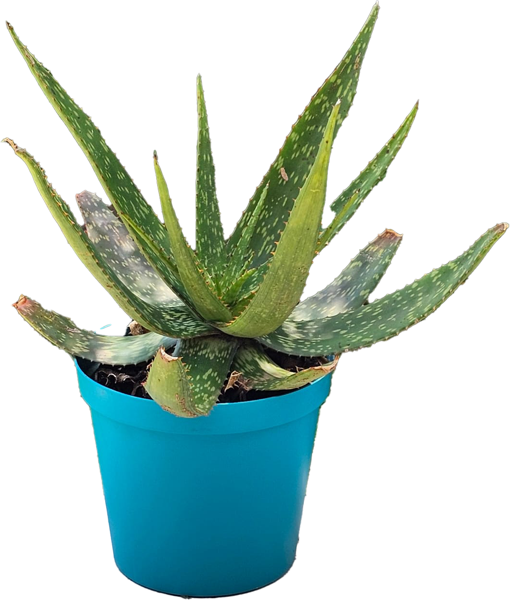 Aloe Vera Teal25cm Aloe Vera Teal25cm