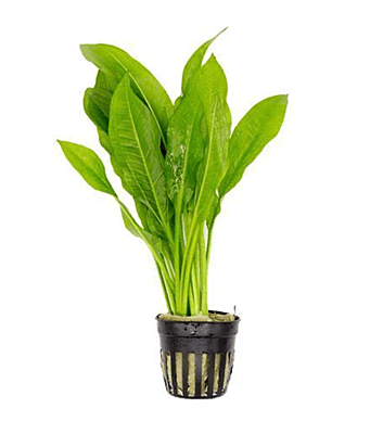 Amazon Sword — Potted