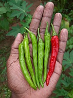 LONG CHILLI | நீள சம்பா மிளகாய்