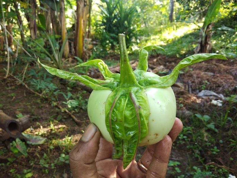 Thoppi Brinjal | தொப்பி கத்தரி