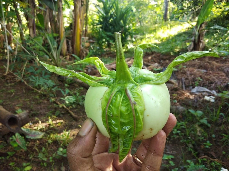 Thoppi Brinjal | தொப்பி கத்தரி
