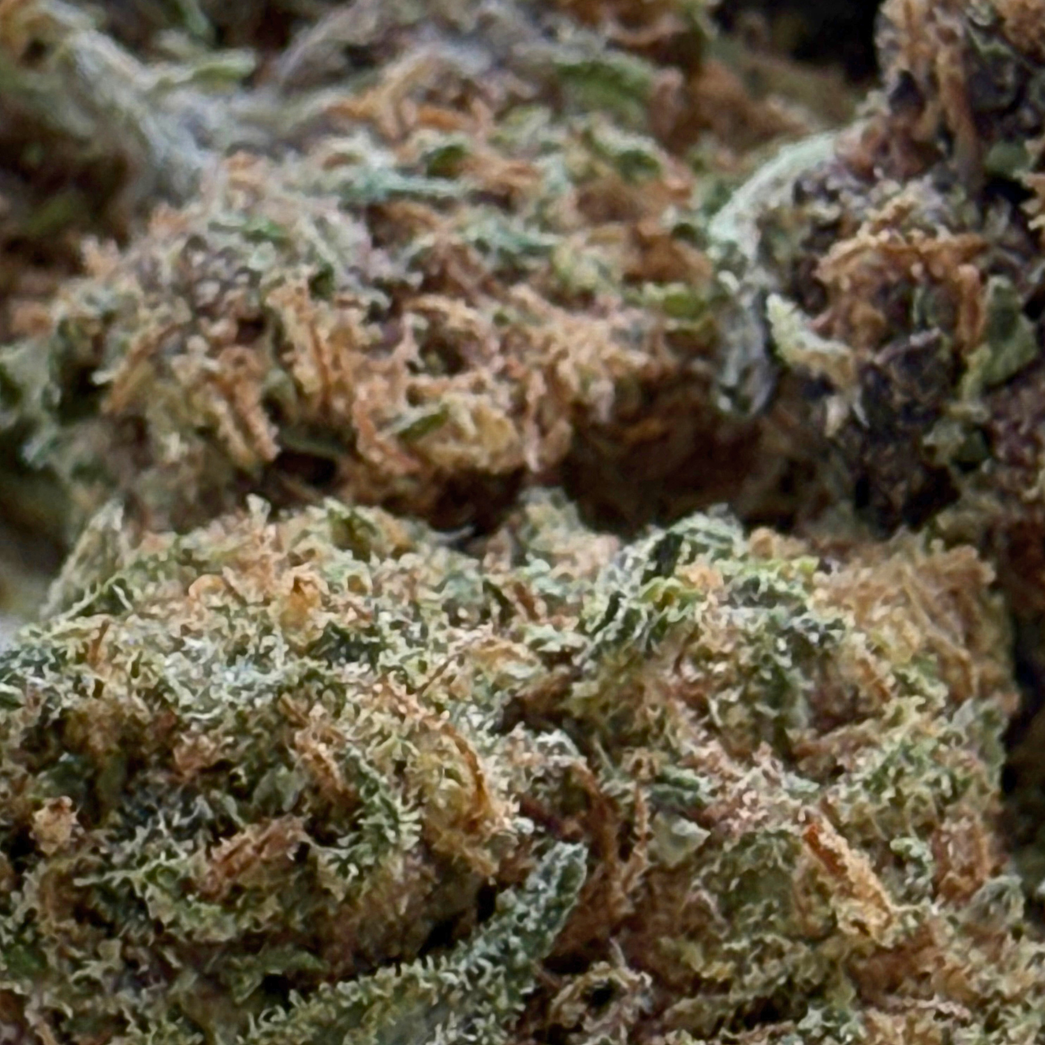 Animal Mints Greenhouse Exotic