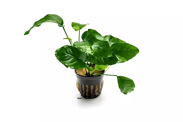 Anubias Barteri -  Potted