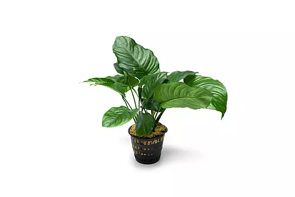 Anubias Broad Leaf - Potted