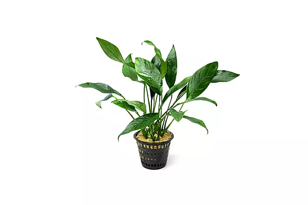 Anubias Congensis - Potted