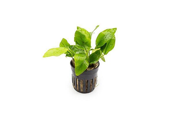 Anubias Nana Gold - Potted