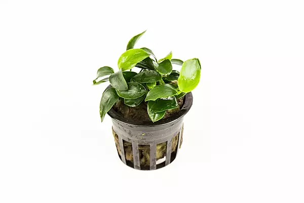 Anubias Nana Petite - Potted