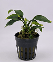 Anubias Nana — Potted