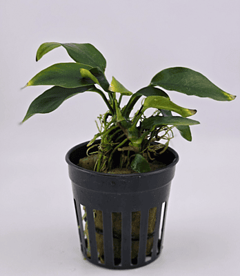 Anubias Nana — Potted