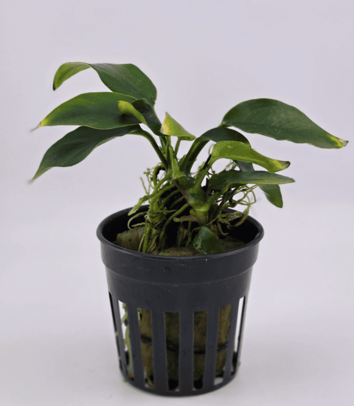 Anubias Nana — Potted