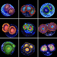 Assorted Zoanthid Frag