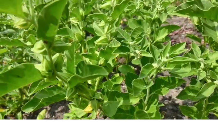 Ashwagandha Herb (அஸ்வகந்தா )