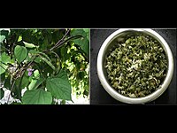 Aattu kombu Kodi Avarai _ ஆட்டு கொம்பு கொடி அவரை