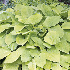 AUGUST MOON HOSTA (HOSTA ‘AUGUST MOON’)