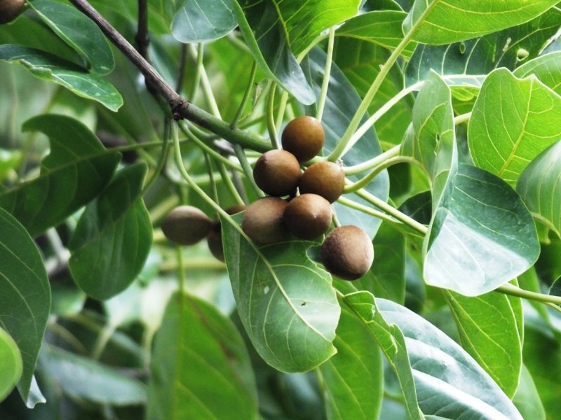 Kadukkai | Terminalia chebula (கடுக்காய்)