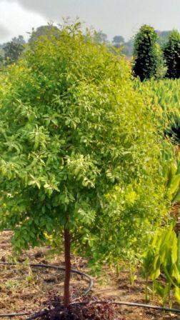 Santalum (சந்தனமரம் )