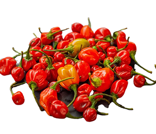 Habanero PQ Red (Hot Pepper)