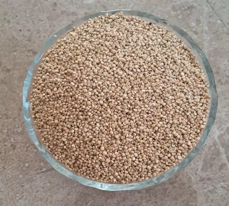 சீமைதிணை 500 gram | Seemai thinai Millets (Quinoa)