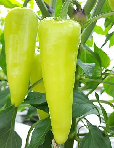 Bajji Chilli _ பஜ்ஜி மிளகாய்