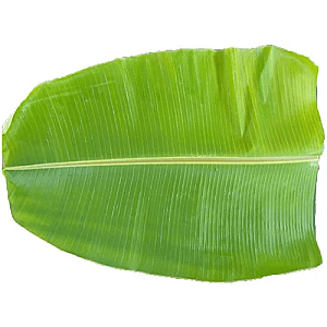Banana -Leaf