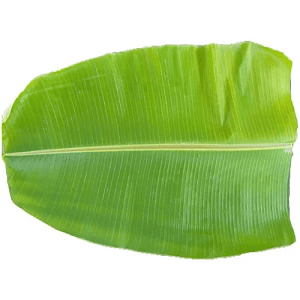 Banana -Leaf