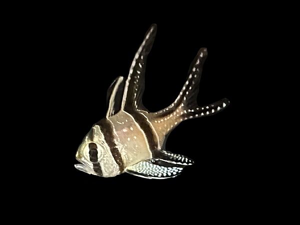 Banggai Cardinal S