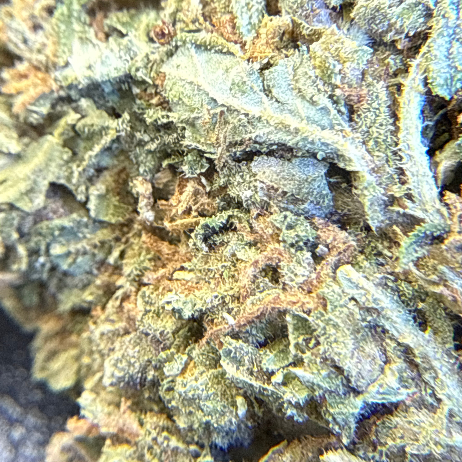 Bubba Kush Exterior
