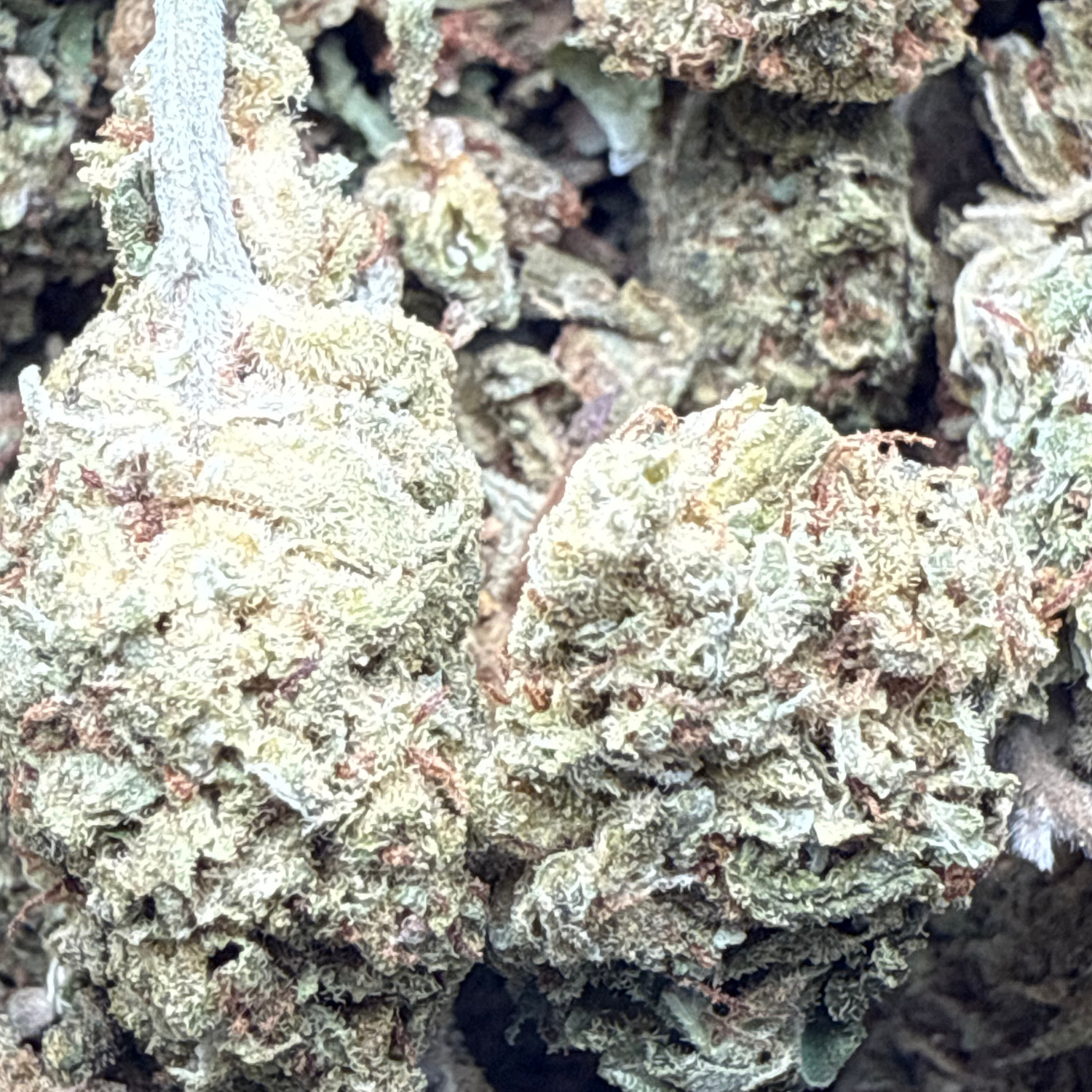 Bubba Kush Exterior
