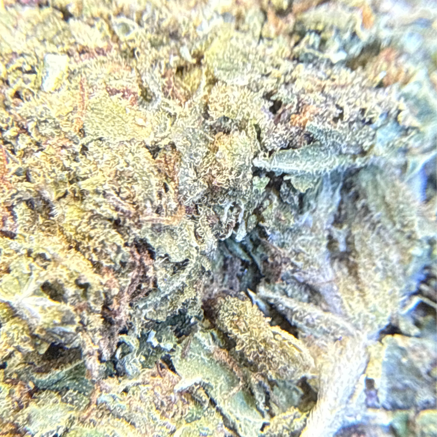Bubba Kush Exterior