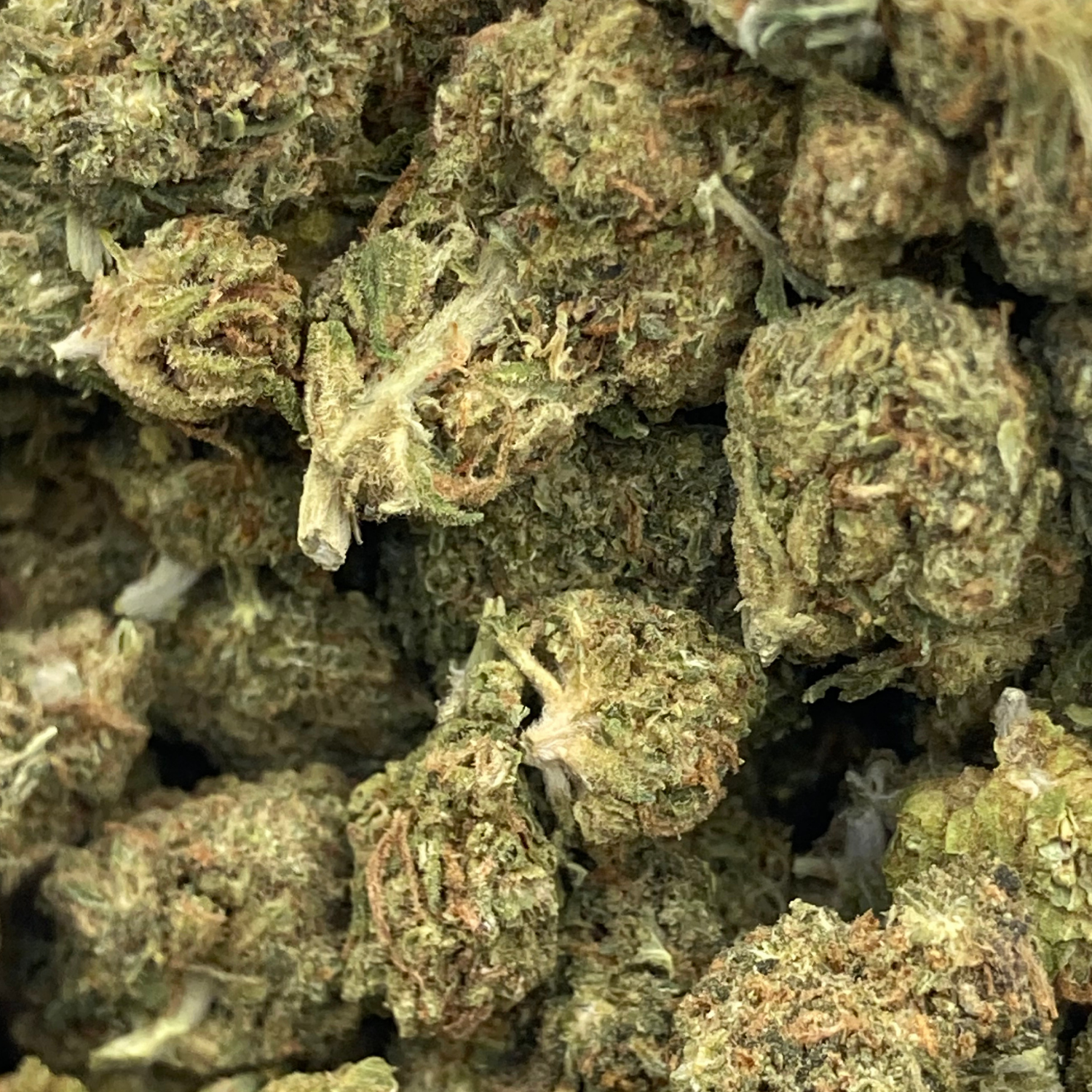 Black Cherry Gelato Greenhouse Select