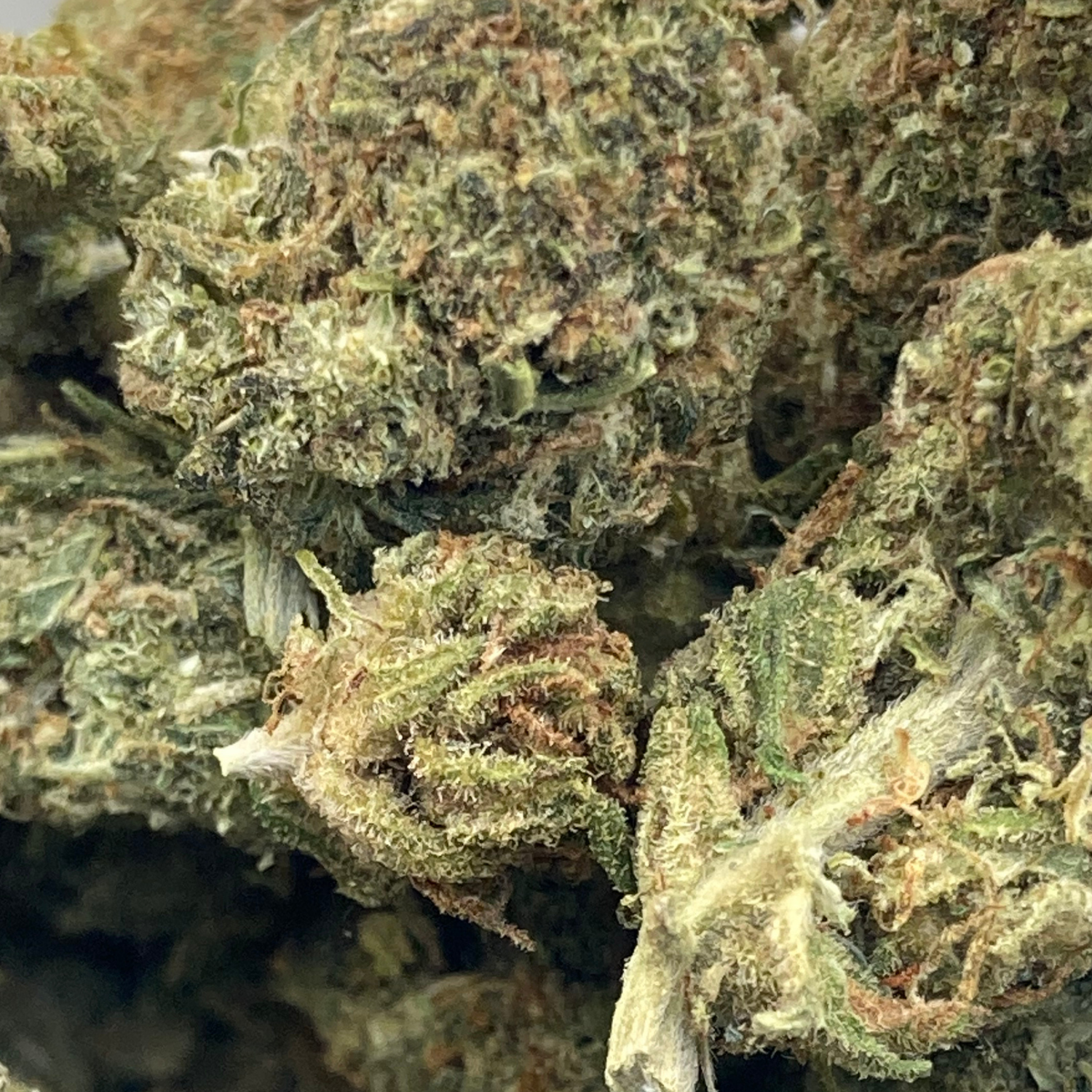 Black Cherry Gelato Greenhouse Select
