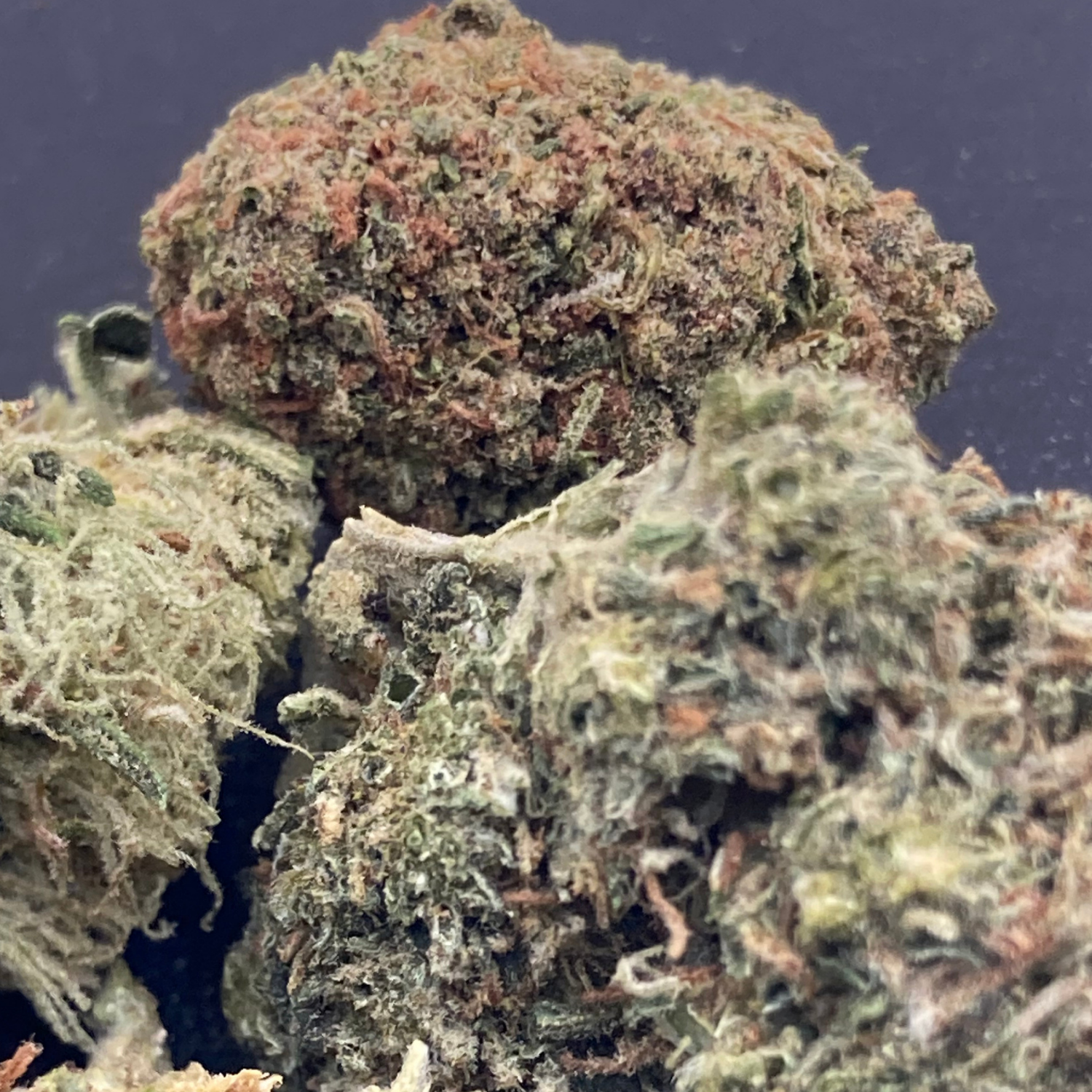 Black Cherry Gelato Greenhouse Select