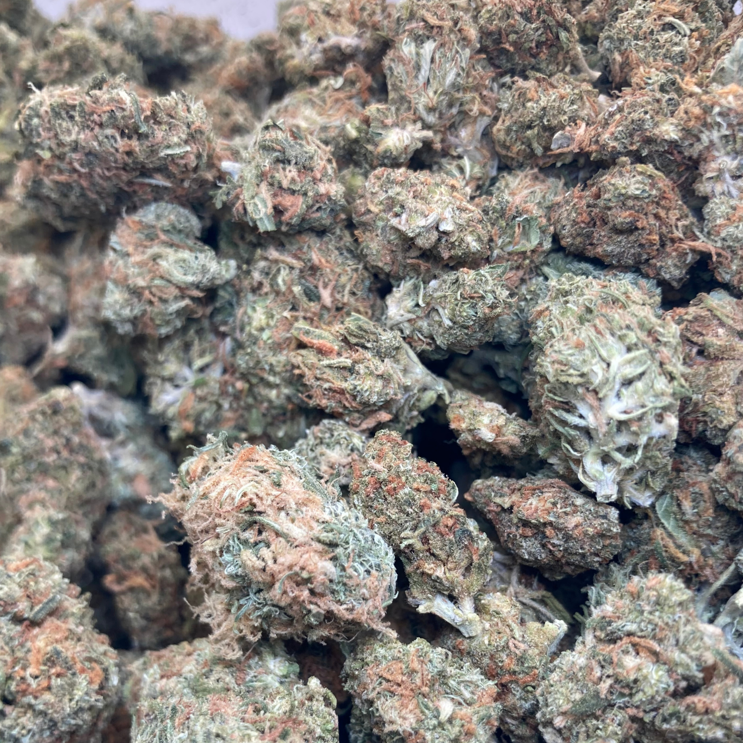 Black Domina Indoor Clásica
