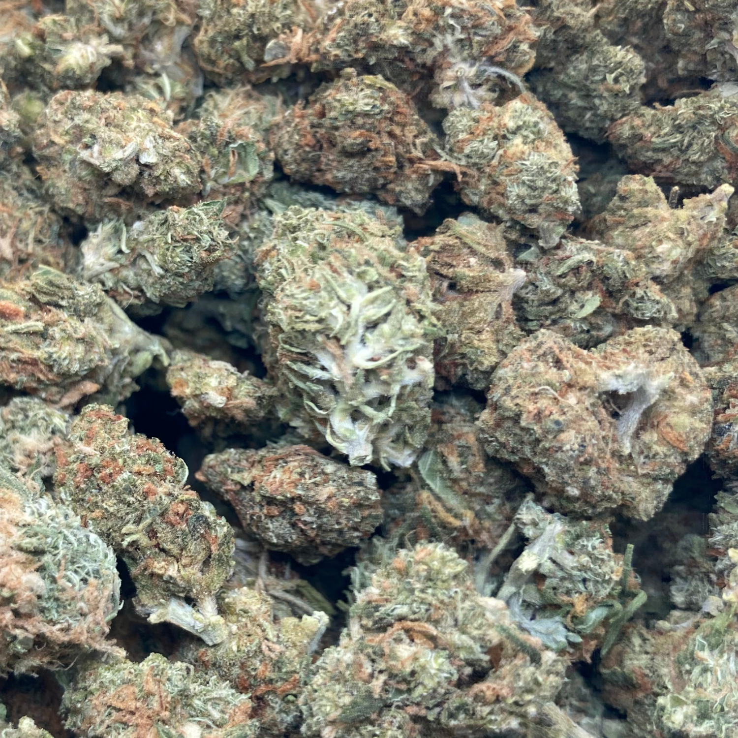 Black Domina Indoor Clásica