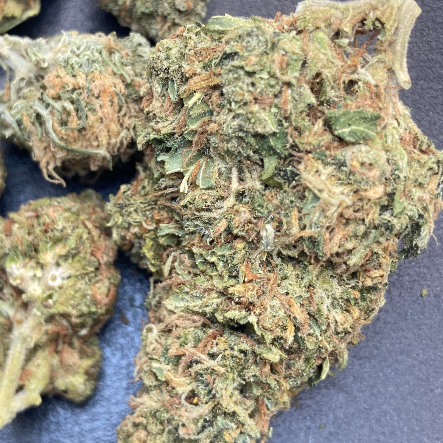 Black Domina Indoor Clásica