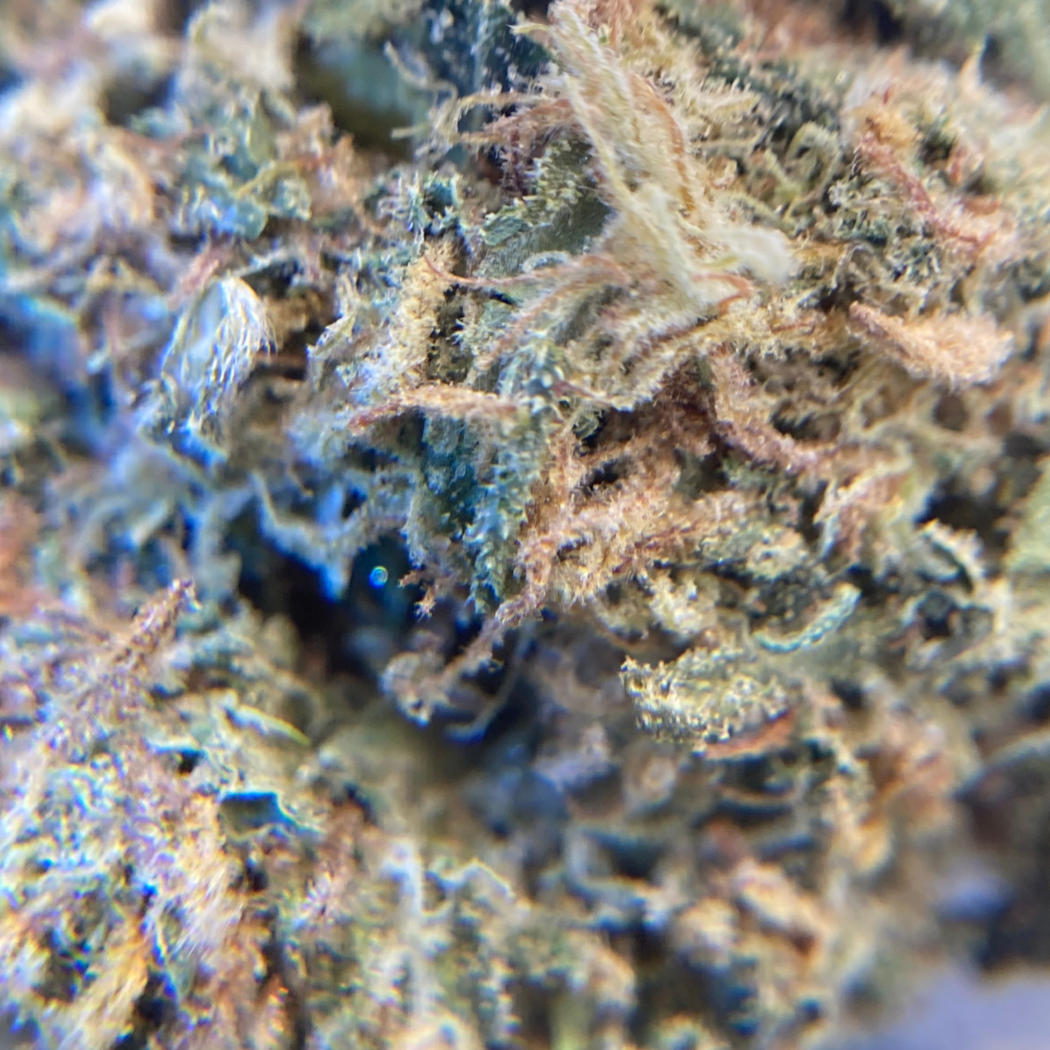 Black Domina Indoor Clásica