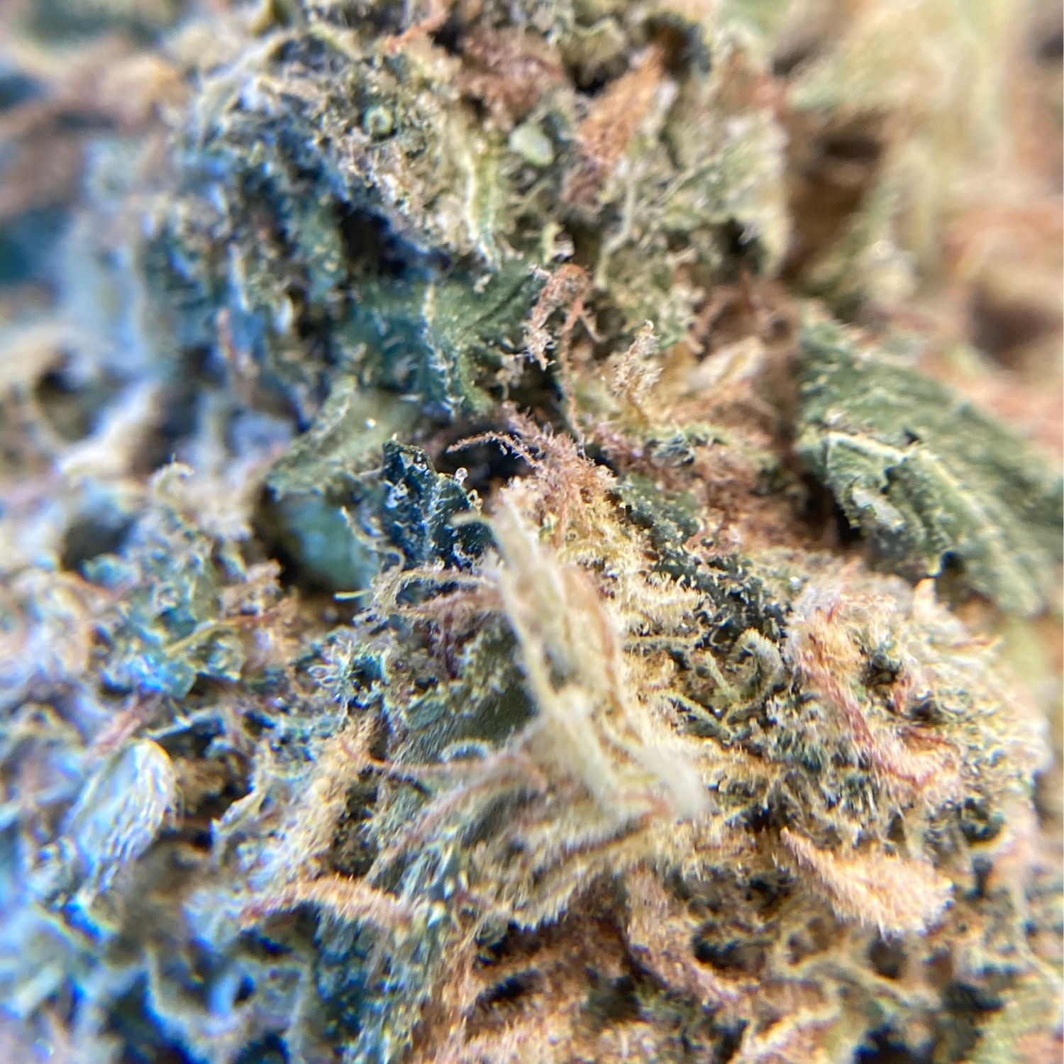 Black Domina Indoor Clásica