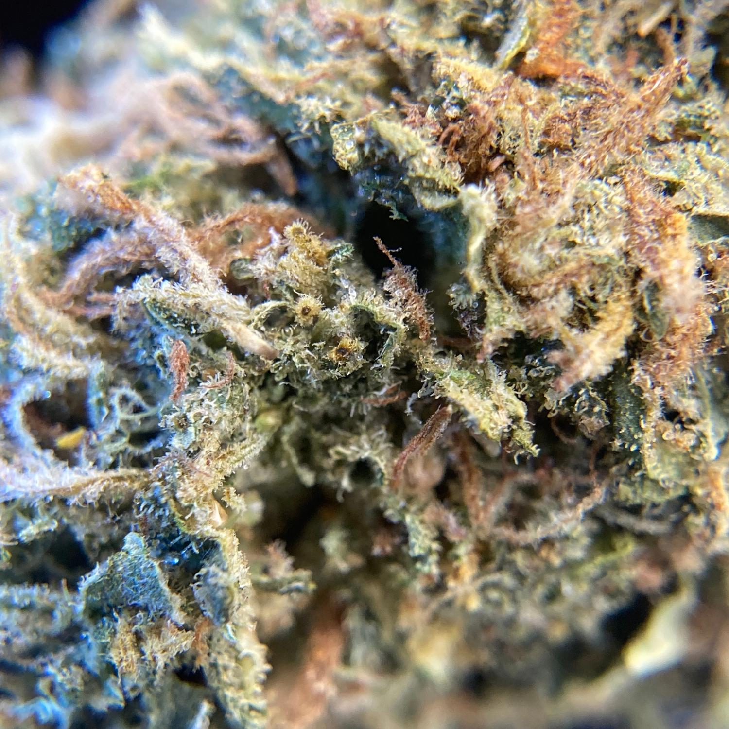 Black Domina Indoor Clásica