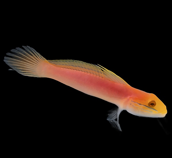 Bella Sleeper Goby S