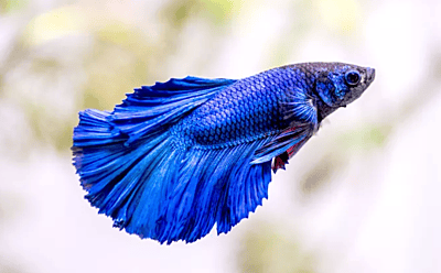 Betta Splendens — All Tail Types