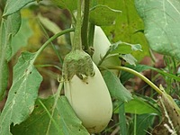 WHITE BRINJAL