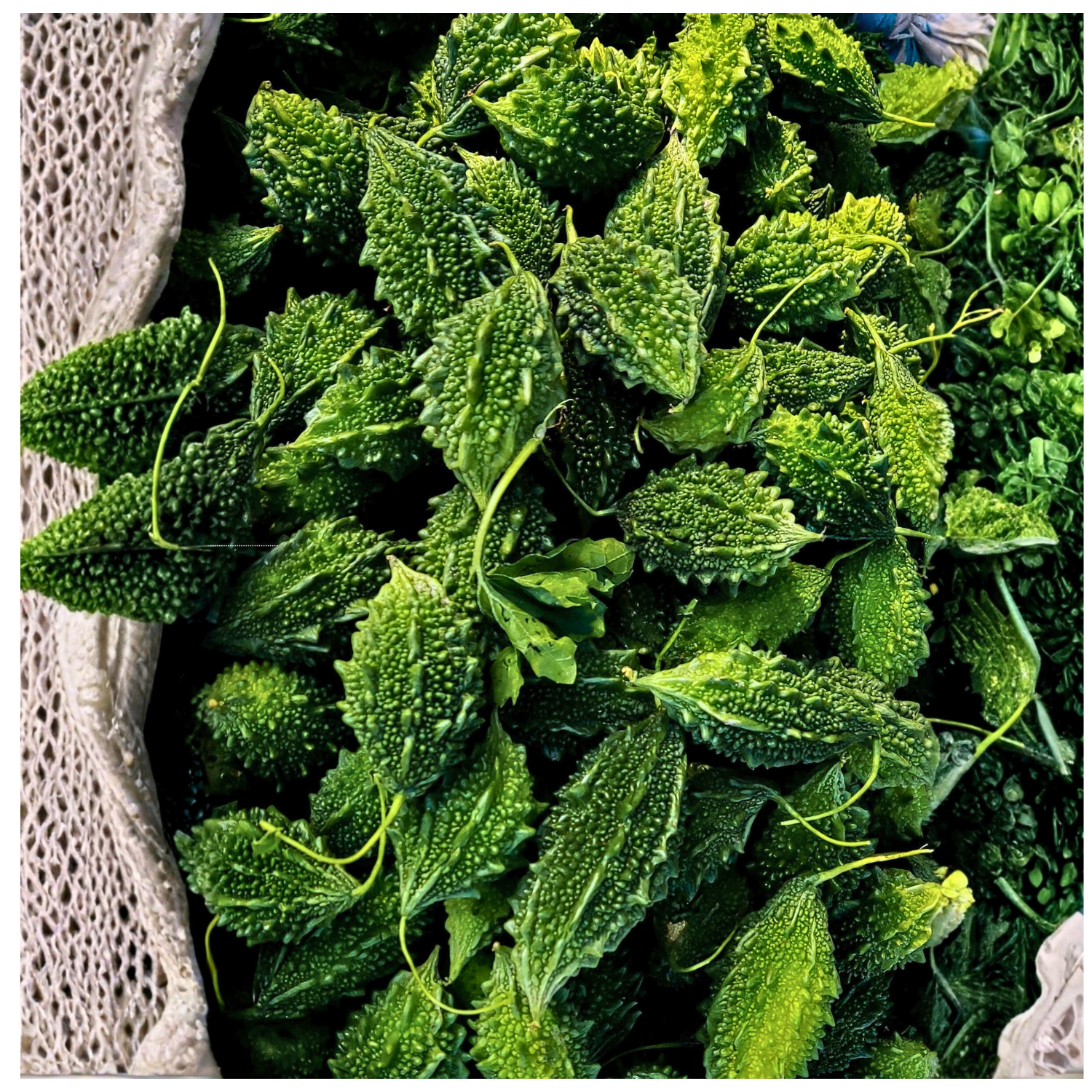 MITHI PAGAL SHORT BITTER GOURD | மிதி பாகல்