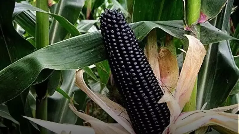 கருப்பு மக்காசோளம் | Maize - Black