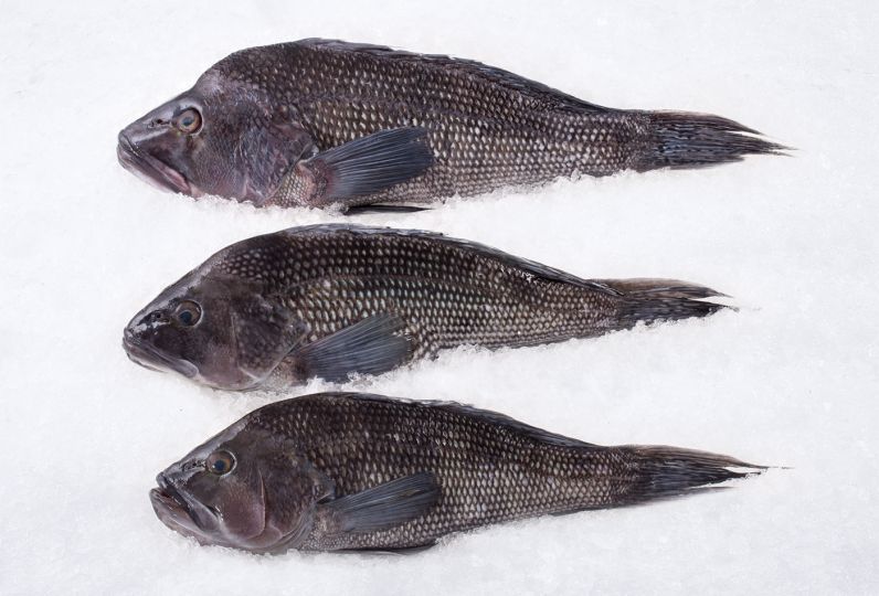 Black Sea Bass (Whole Fish)