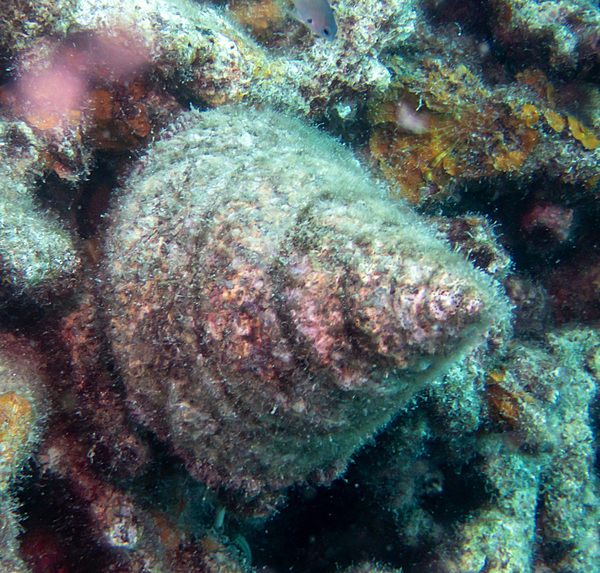 Black Foot Trochus Snail